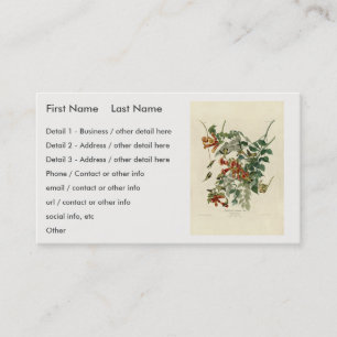 Ruby-throated Humming Bird, Audubon Birds America Business Card