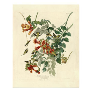 Ruby-throated Humming Bird, Audubon Birds America Photo Print