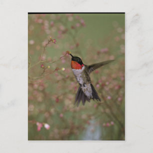 Ruby Throated Humming Bird Postcard