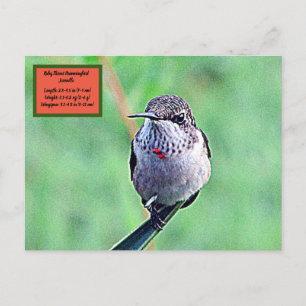 Ruby Throated Hummingbird 00Postcard Postcard