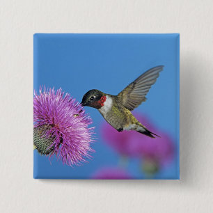 Ruby-throated Hummingbird 15 Cm Square Badge