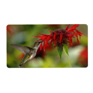 Ruby-Throated Hummingbird Archilochus Colubris
