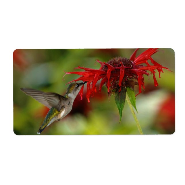 Ruby-Throated Hummingbird Archilochus Colubris (Front)