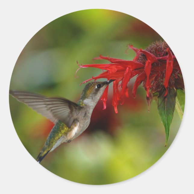 Ruby-Throated Hummingbird Archilochus Colubris Classic Round Sticker (Front)