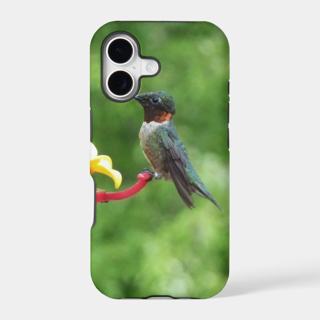 Ruby-Throated Hummingbird Bird Photography (Back)
