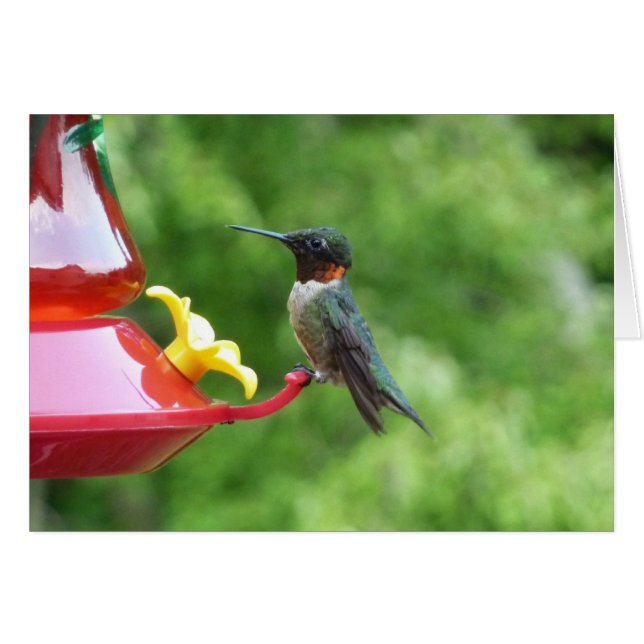 Ruby-Throated Hummingbird Bird Photography (Front Horizontal)