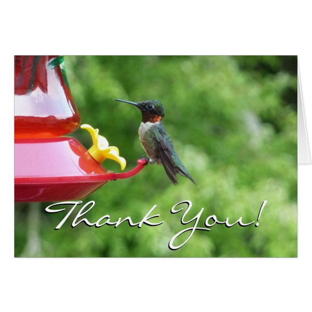 Ruby-Throated Hummingbird Bird Photography (Front Horizontal)