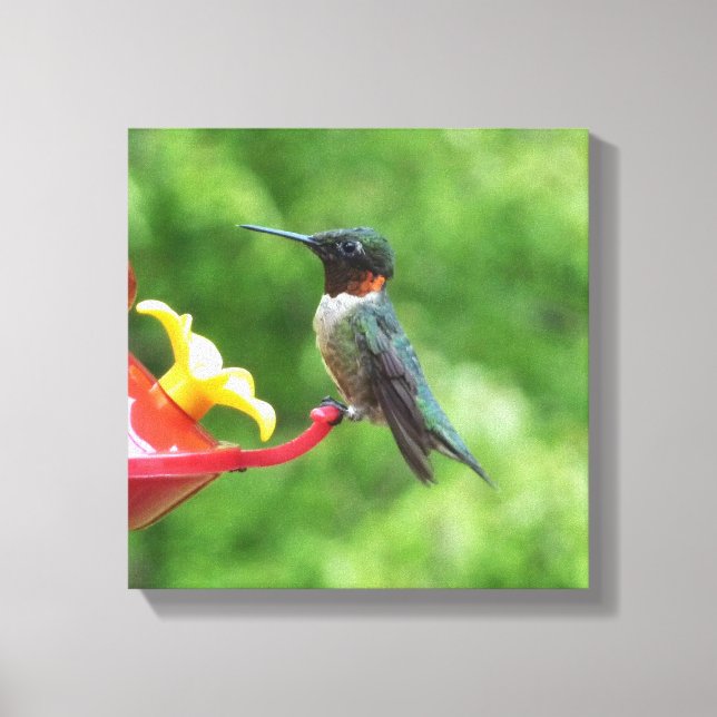 Ruby-Throated Hummingbird Bird Photography Canvas Print (Front)