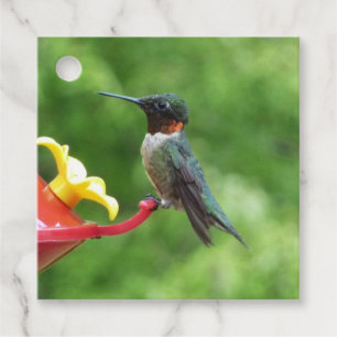 Ruby-Throated Hummingbird Bird Photography Favour Tags