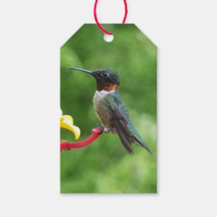 Ruby-Throated Hummingbird Bird Photography Gift Tags