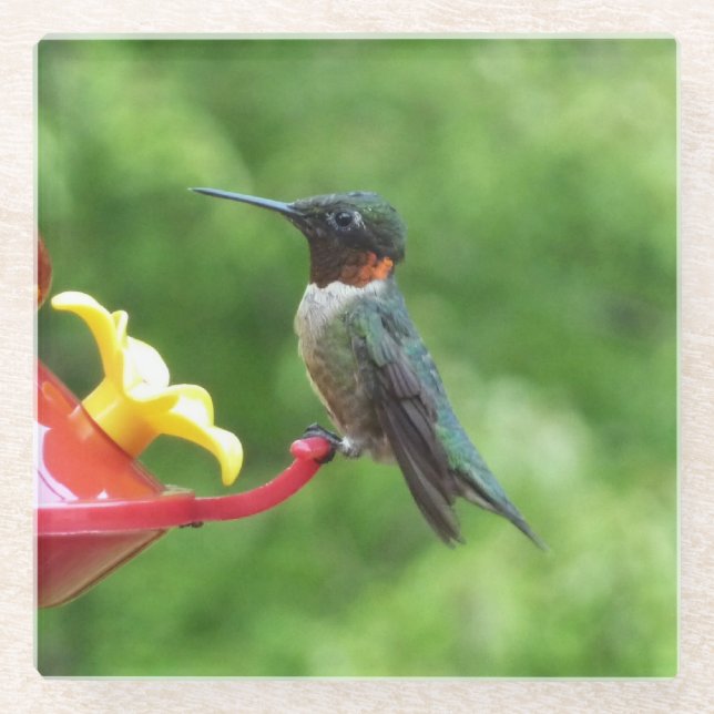 Ruby-Throated Hummingbird Bird Photography Glass Coaster (Front)
