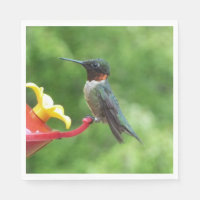 Ruby-Throated Hummingbird Bird Photography