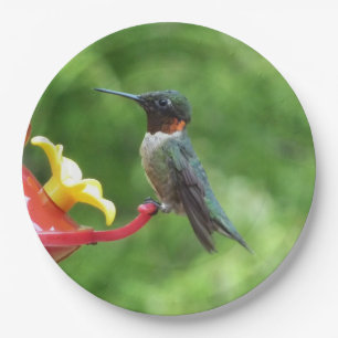 Ruby-Throated Hummingbird Bird Photography Paper Plate