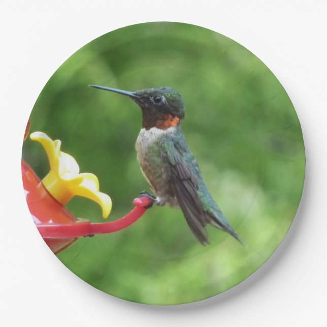 Ruby-Throated Hummingbird Bird Photography Paper Plate (Front)