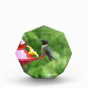 Ruby-Throated Hummingbird Bird Photography Photo Block