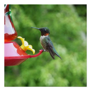 Ruby-Throated Hummingbird Bird Photography Poster