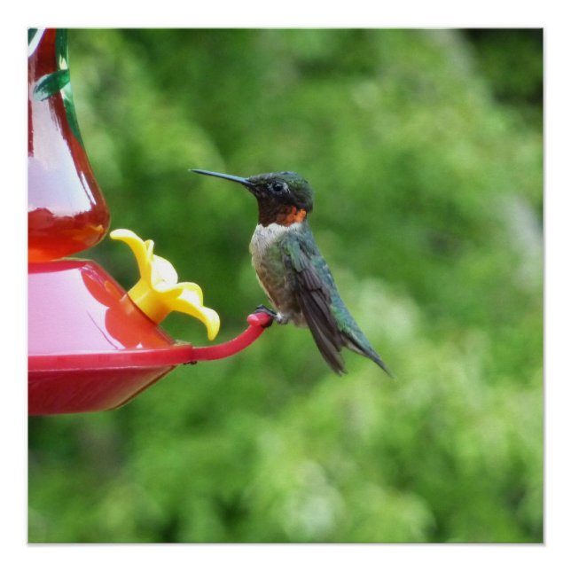 Ruby-Throated Hummingbird Bird Photography Poster (Front)