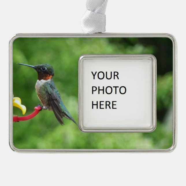 Ruby-Throated Hummingbird Bird Photography Silver Plated Framed Ornament (Front)