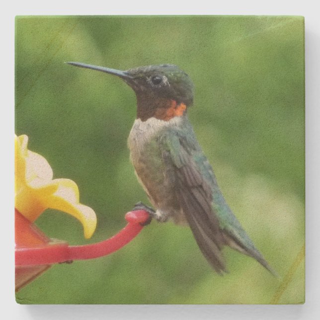 Ruby-Throated Hummingbird Bird Photography Stone Coaster (Front)