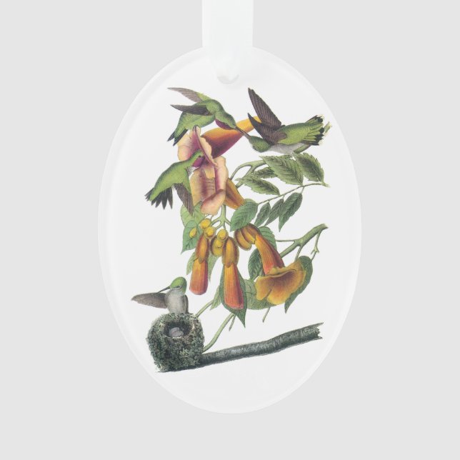 Ruby-throated Hummingbird by Audubon Ornament (Front)