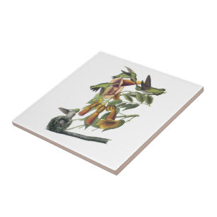 Ruby-throated Hummingbird by Audubon Tile