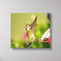 Ruby-Throated Hummingbird