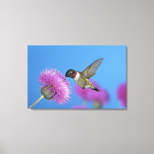 Ruby-throated Hummingbird Canvas Print (Front)