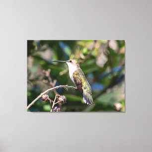 Ruby-Throated Hummingbird  Canvas Print