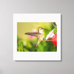 Ruby-Throated Hummingbird Canvas Print