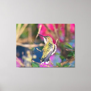 Ruby-Throated Hummingbird Canvas Print