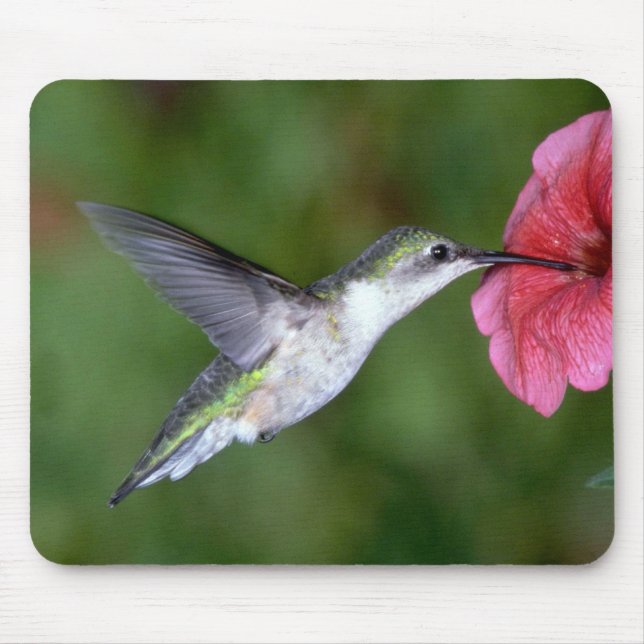 Ruby-throated Hummingbird (female) with petunia Mouse Mat (Front)