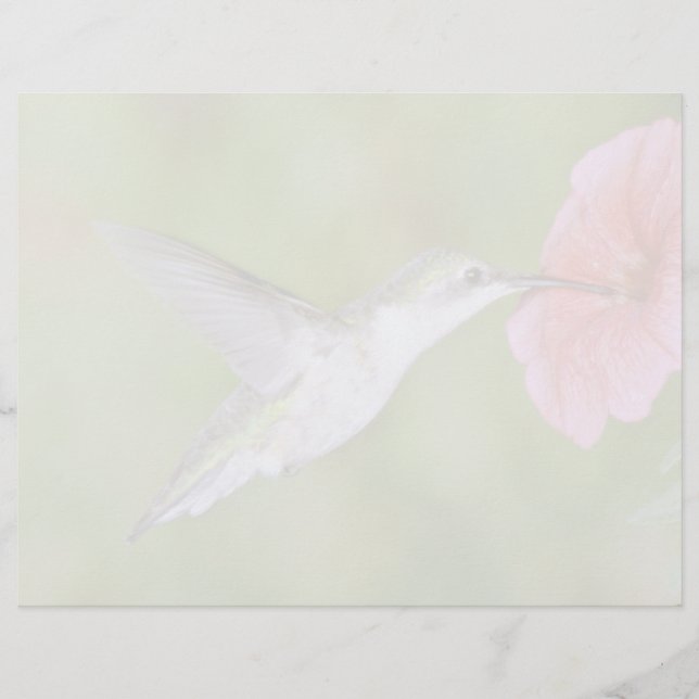 Ruby-throated Hummingbird (female) with petunia Pi (Front)
