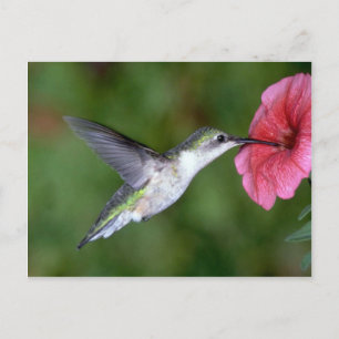 Ruby-throated Hummingbird (female) with petunia Postcard