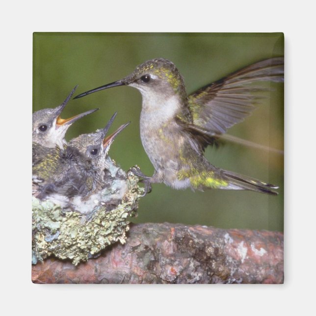 Ruby-throated Hummingbird (female) with young Magnet (Front)
