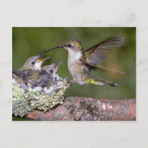 Ruby-throated Hummingbird (female) with young Postcard