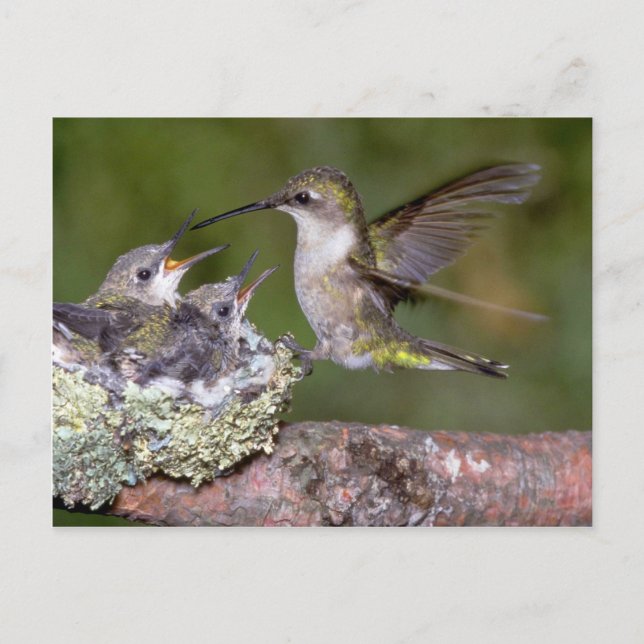 Ruby-throated Hummingbird (female) with young Postcard (Front)