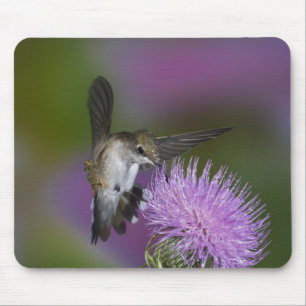 Ruby-throated hummingbird in flight at thistle mouse mat