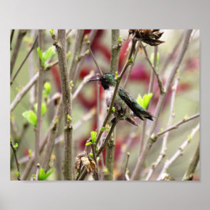 Ruby Throated Hummingbird in Spring Poster