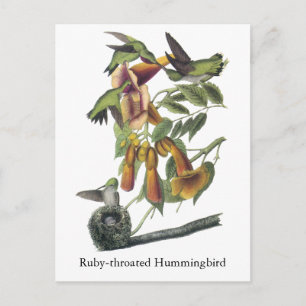 Ruby-throated Hummingbird, John Audubon Postcard