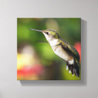 Ruby-Throated Hummingbird Juvenile Male