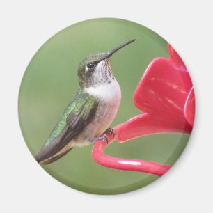 Ruby-throated Hummingbird magnet