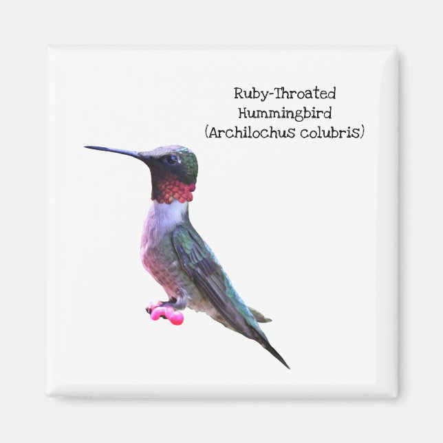 Ruby-Throated Hummingbird Magnet (Front)