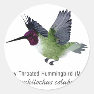 Ruby Throated Hummingbird Male with Name Classic Round Sticker