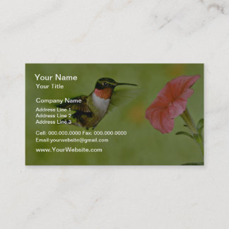 Ruby-throated Hummingbird (male) with petunia Pink Business Card