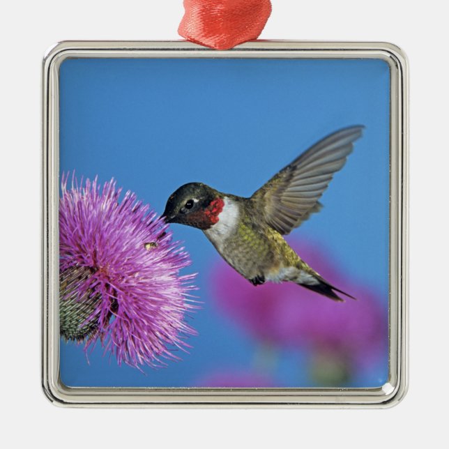 Ruby-throated Hummingbird Metal Tree Decoration (Front)