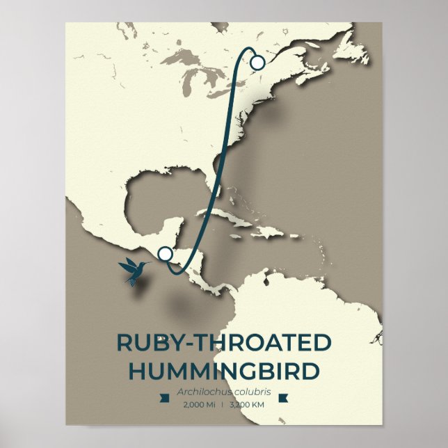 Ruby-throated Hummingbird Migration Map Poster (Front)