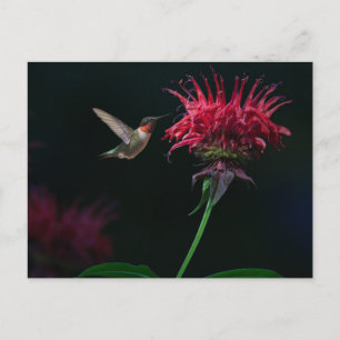 Ruby-throated Hummingbird on Bee Balm Postcard