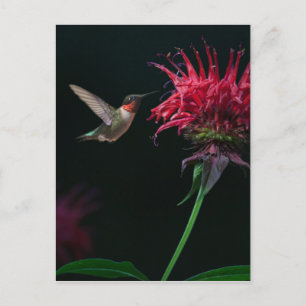 Ruby-throated Hummingbird on Bee Balm Postcard
