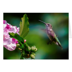 Ruby-throated Hummingbird - Original Photograph