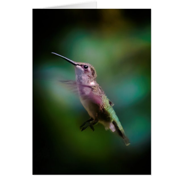 Ruby-throated Hummingbird - Original Photograph (Front)